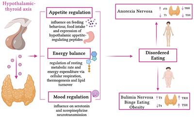 Thyroid dysfunction in children and adolescents affected by undernourished and overnourished eating disorders